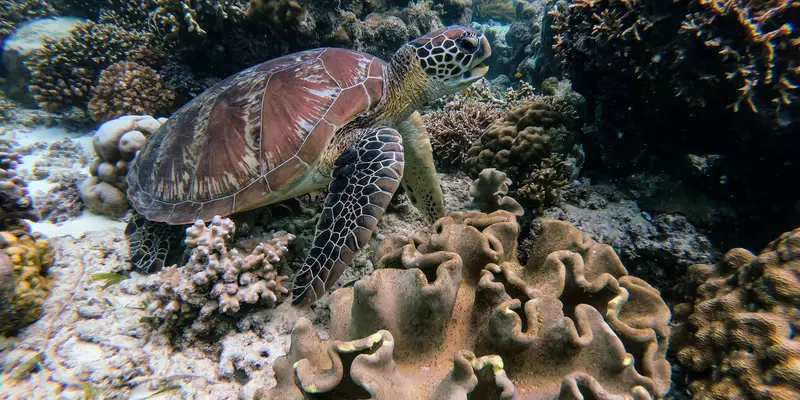Maui Turtles
